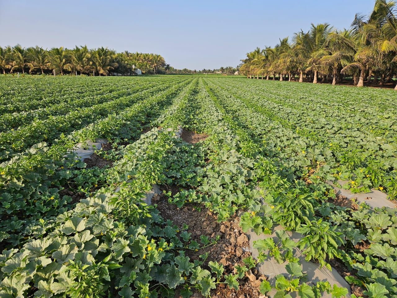 Solar irrigation