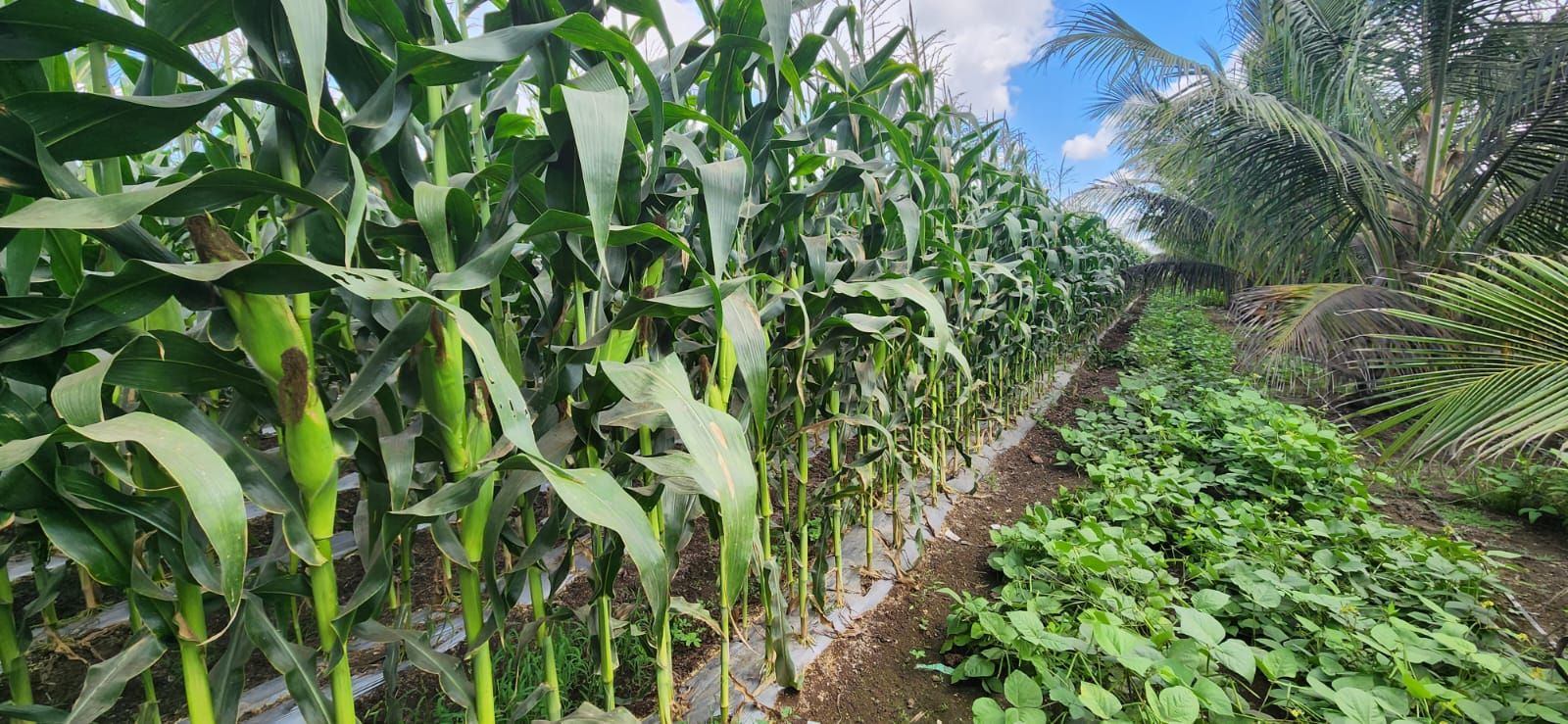 Farm Solar Kit